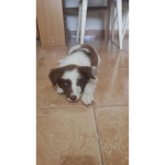 MORALONICO