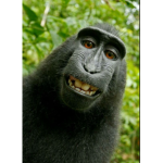 The monkeys!!!!!!!!!