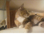 Cult of kittens