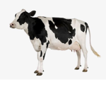~Cow Club~