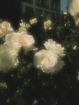 My Lovely Flowers / plants