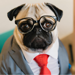 Pugs & Burgers
