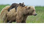 TeamBearsForever123