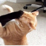 cookie and kitty