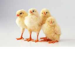 CHICKEN ARMY's Home