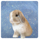 The chill bunny group!