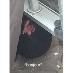 chickens that are gaming