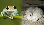 Frog shops