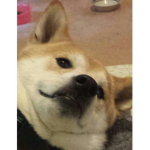 Toxic shiba inu's