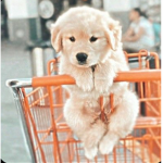 Milo pilo wilo