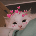 Thebyebyecatclub