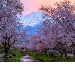 Cherry Blossom Obby