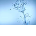 Water rose wolf squad