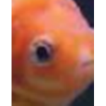 FishyfishyFISHY