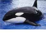 The Orca Group