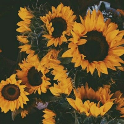 Sunflower Squad!