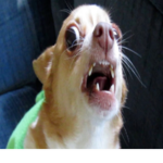 ChihuahuaArmy