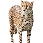 Cheetah Squad!!!