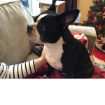 We are for Boston terriers