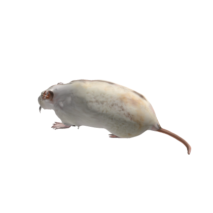 Hamster Deligh