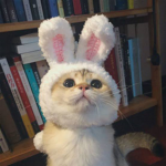 Grupo de gatitos y conejos kawai UwU
