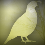 Quail