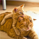 orange cat lovers