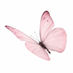 Butterfly you