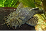 Catfish Gang