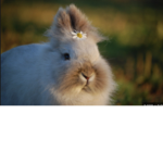 ||~•≈≠The Funny Bunnies≠≈•~||