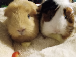 The Guinea pig squid