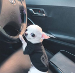 SmallDoggo Studios