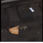 THE RAT SQUAD FOLLOWERS OF RATS UNITED