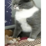 cats unitèd