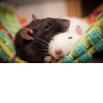 House Rats