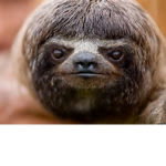 SLOTH_EMPIRE