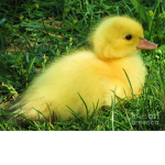 🐣The Fluffy Duck🐣