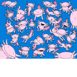Axolotlzzz