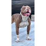Jaydenlaw