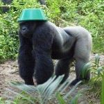 Monke Mafia..