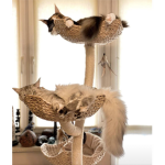 BFF Love Cats