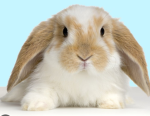 The Bunny Queen.