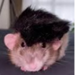 The emo rat ####