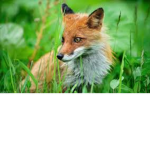 WHIE FOX STUDIOS