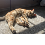 Sol the cat group