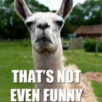 da llama group IS DA BEST |FACT