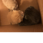 Cats of approval
