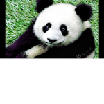 panda bears.jpg