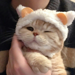 Kitty_squad<3