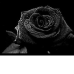 J's Black Roses